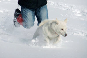 雪を走る紀州犬
