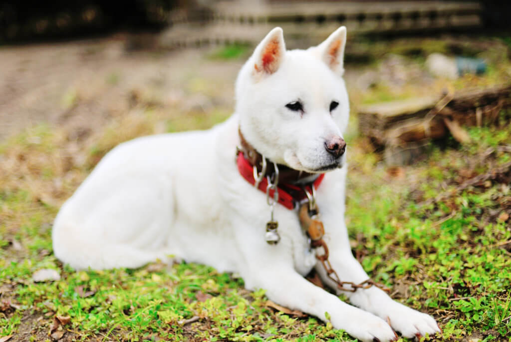 おすわりしている紀州犬
