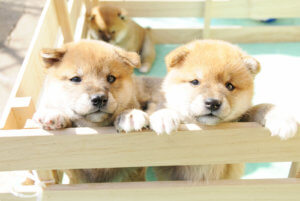 【豆柴のドッグフードの選び方】柴犬の子犬が2匹の写真