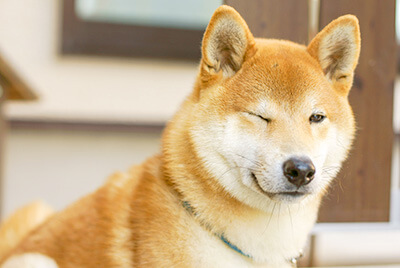 日本犬の特徴
