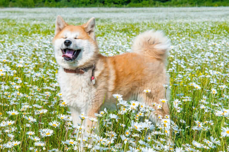 花畑で笑顔の秋田犬