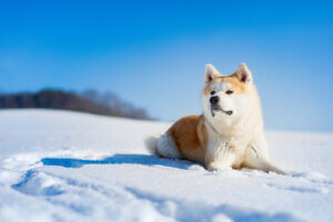 雪に座る秋田犬